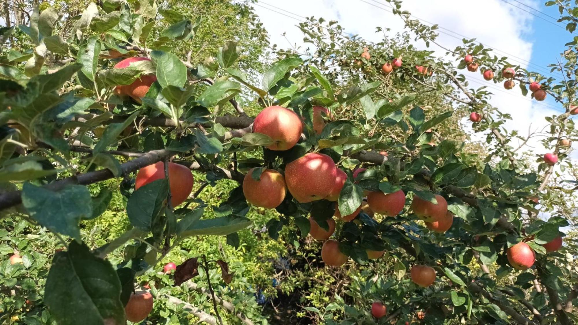 Bauernhof Sesterhenn 莱希林根 外观 照片